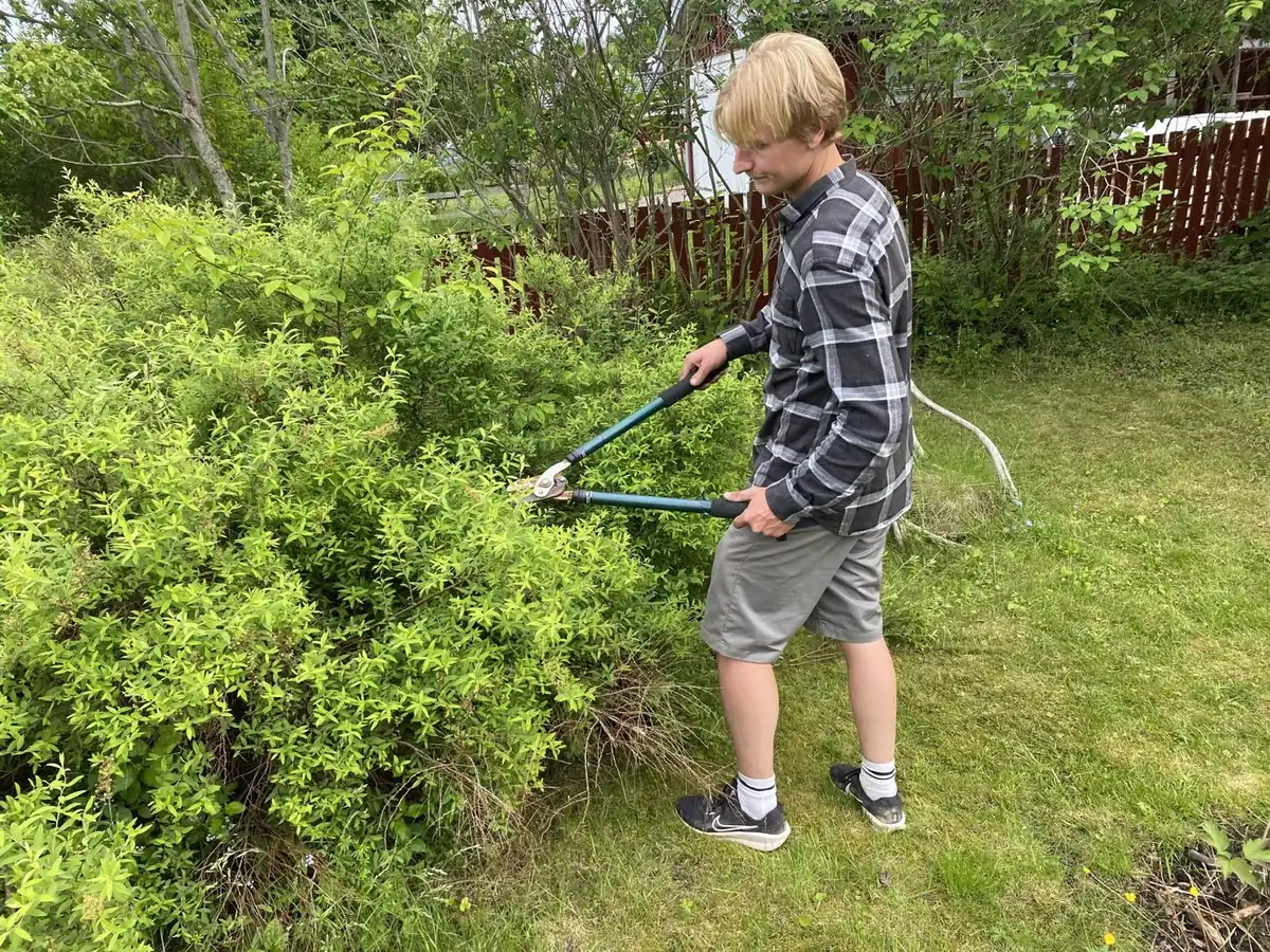Trädgårdsmästare klipper en häck med grensax hos kund i Sörmland