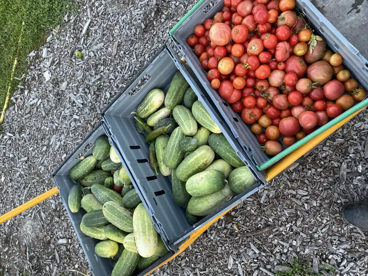 Skördelådor fyllda med ekologiska gurkor och tomater