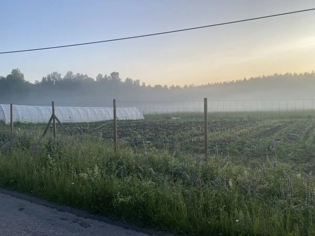 Odlingsfält med odlingstunnlar i morgondimma i Vårdinge