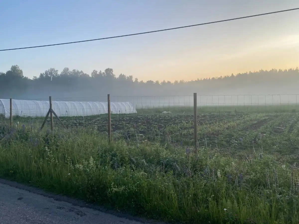 Odlingsfält i Vårdinge i morgondimma med odlingstunnel och vildblommor