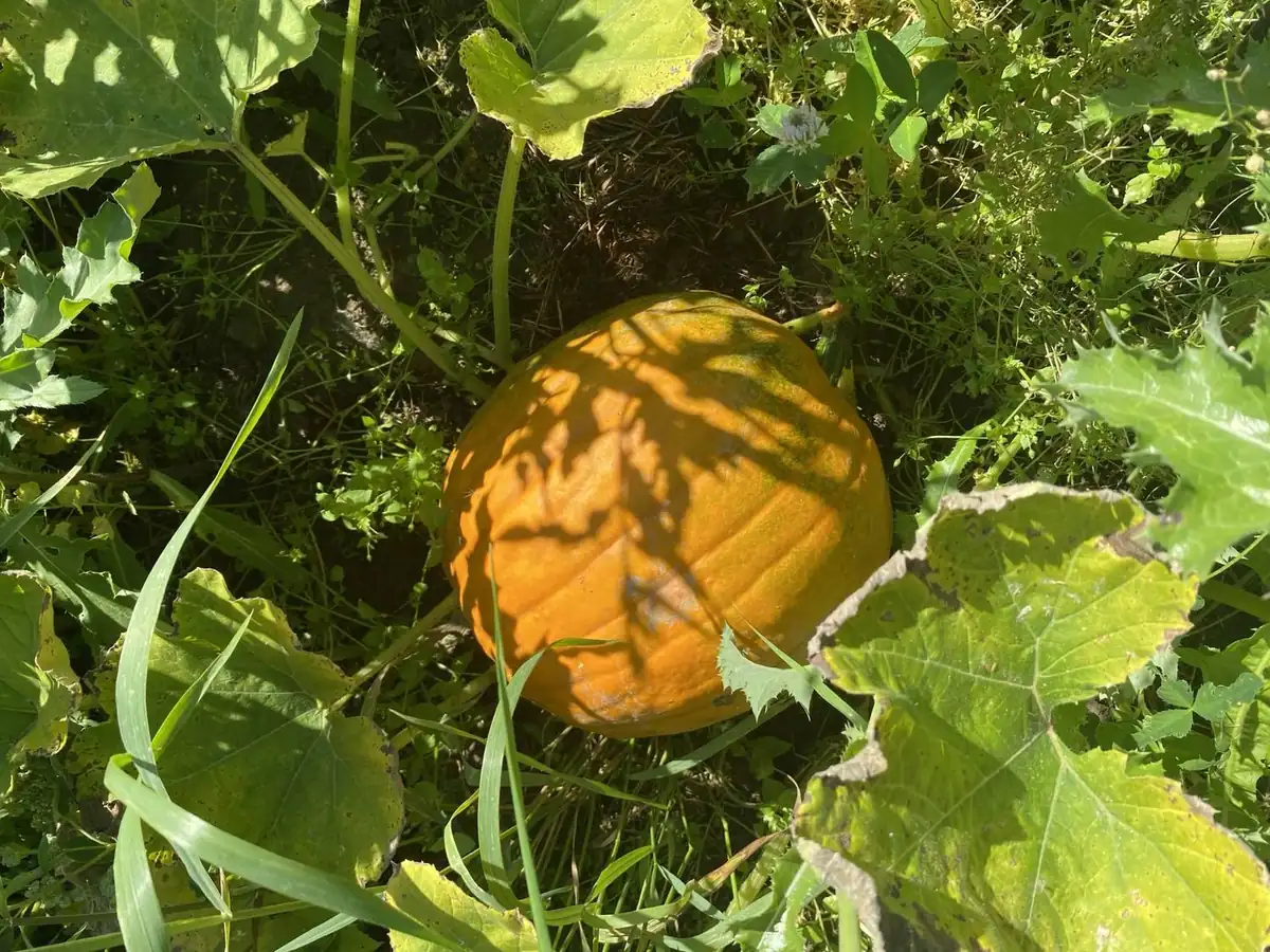 Orange pumpa som mognar bland blad i odlingen