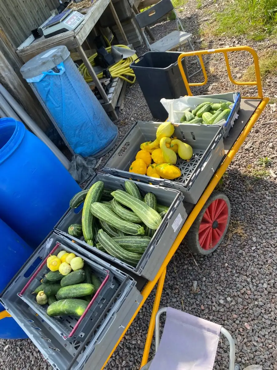 Lådor med nyskördad squash och zucchini