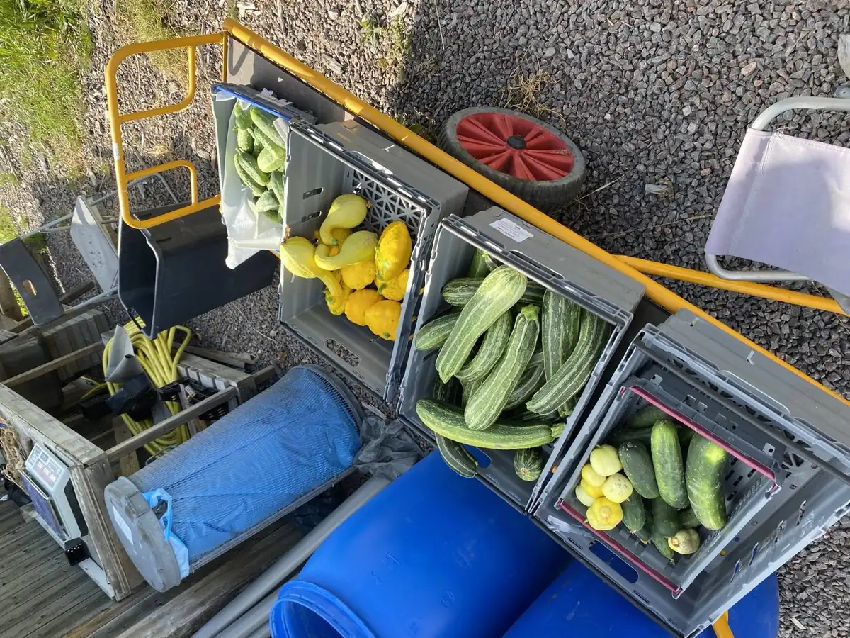 Skördelådor med gurka och squash vid odlingen
