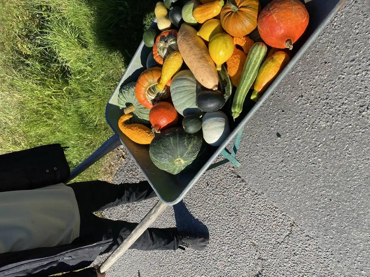 Skottkärra full med nyskördade pumpor och squash från odlingen i Vårdinge