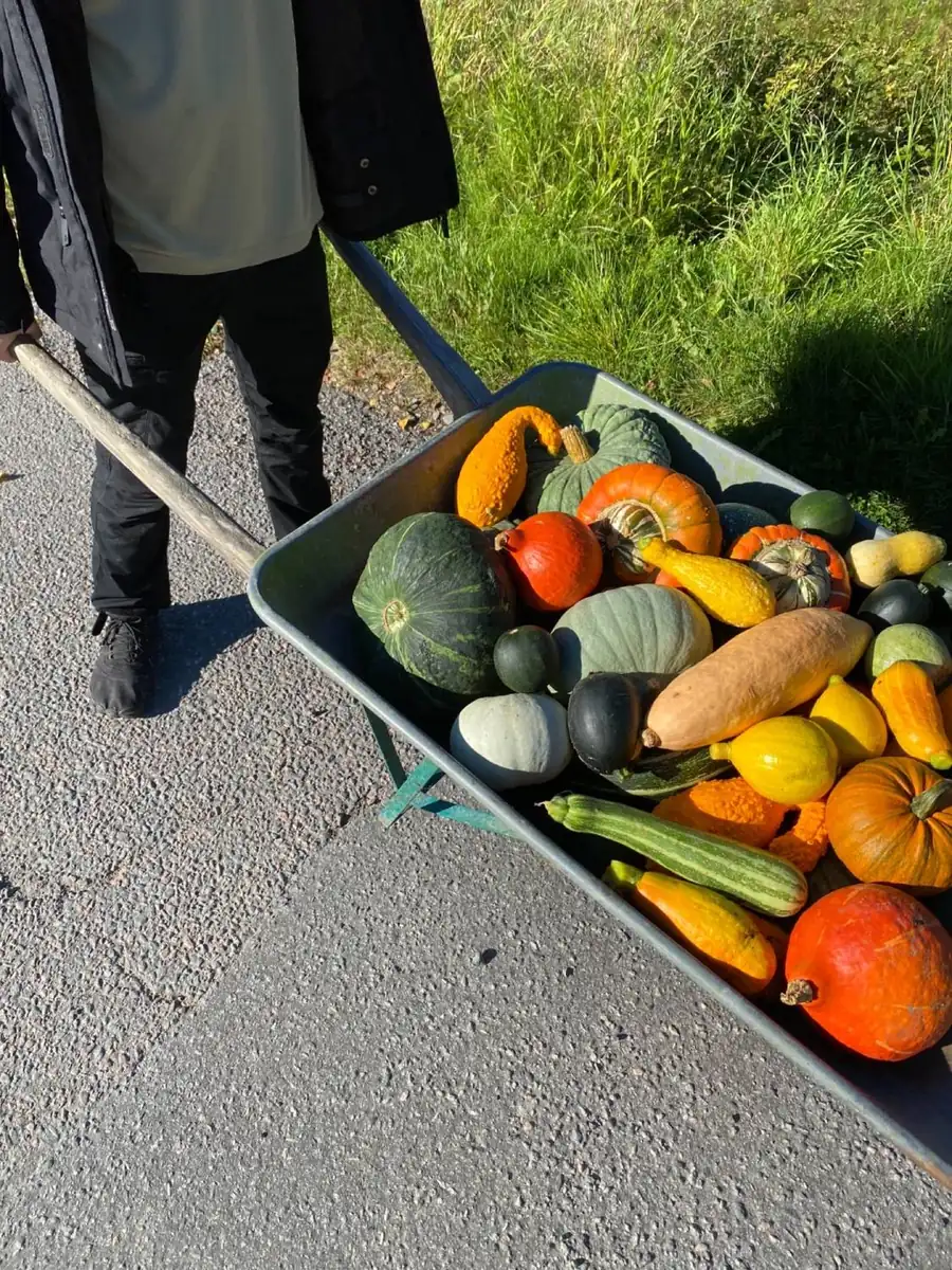 Skottkärra med färgglada pumpor och squash