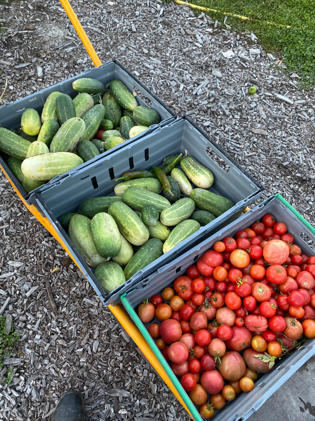 Lådor fyllda med ekologiska gurkor och tomater